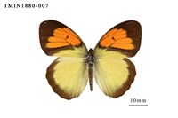 藏品(異粉蝶)的圖片